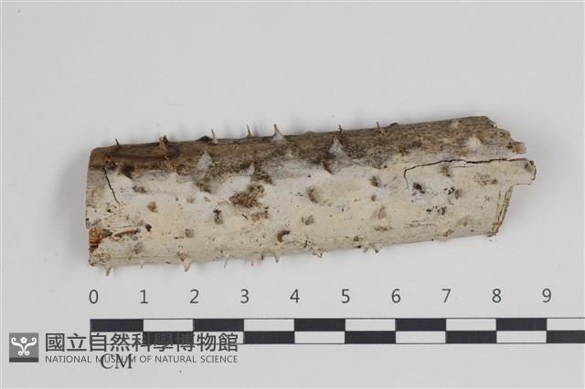 登錄號:F0035659藏品圖，第1張