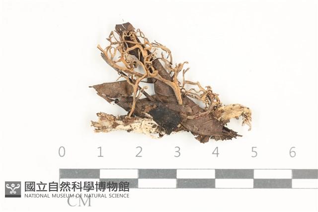 登錄號:F0038459藏品圖，第1張