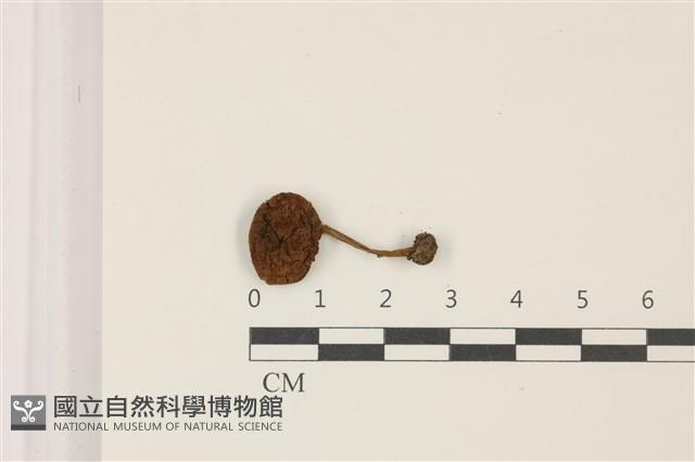 登錄號:F0037459藏品圖，第1張