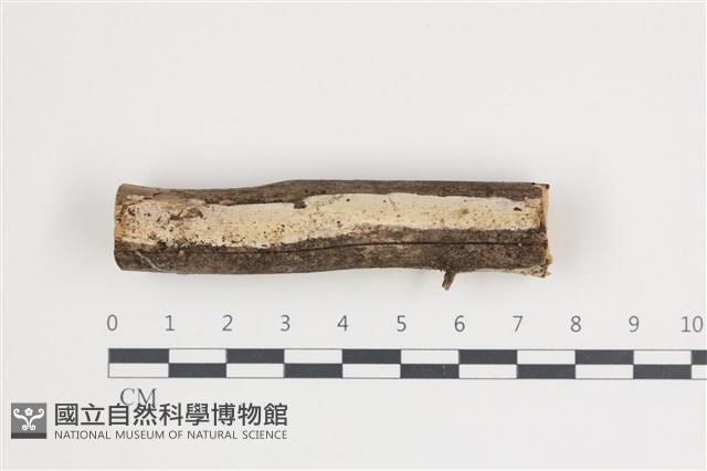 登錄號:F0035459藏品圖，第1張