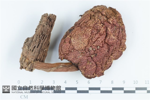 登錄號:F0039459藏品圖，第1張