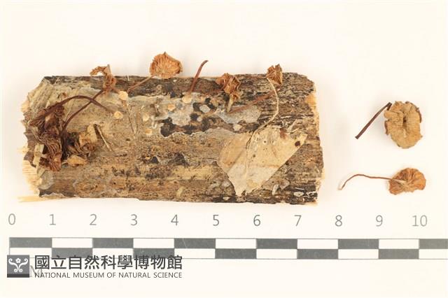 登錄號:F0036759藏品圖，第1張