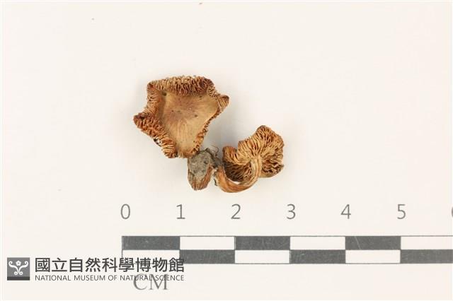 登錄號:F0037759藏品圖，第1張