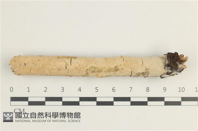 登錄號:F0038559藏品圖，第1張