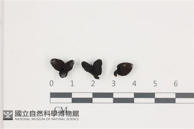 館號:F0036559藏品圖，第1張