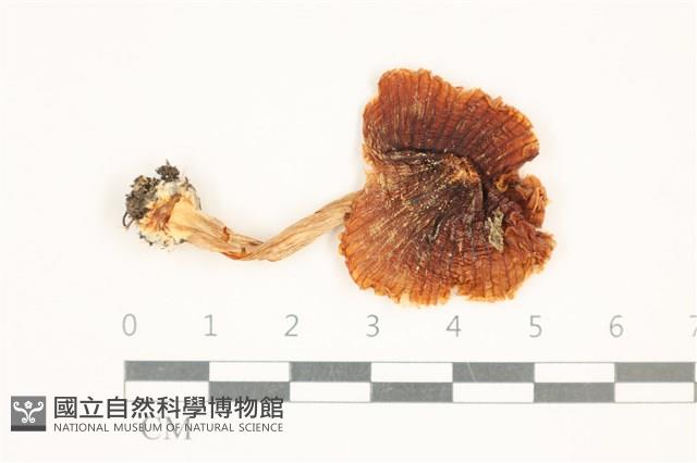 登錄號:F0037559藏品圖，第1張