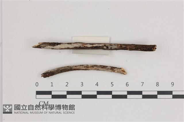 登錄號:F0035559藏品圖，第1張