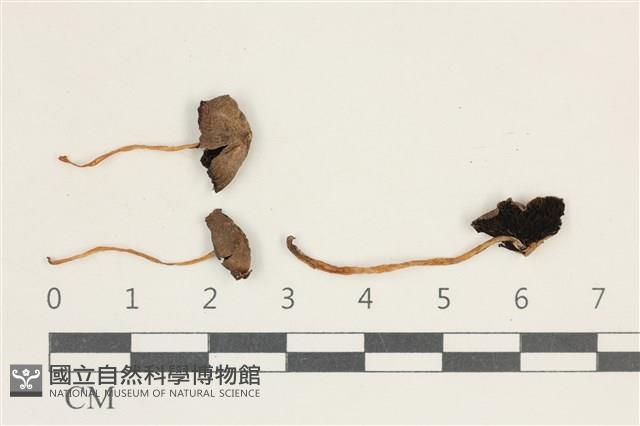 登錄號:F0038159藏品圖，第1張