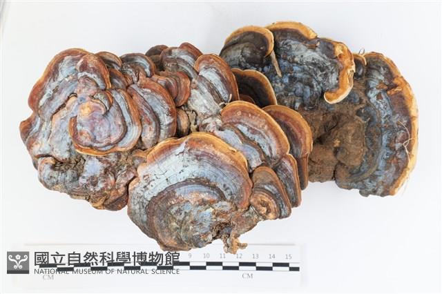 登錄號:F0036159藏品圖，第1張