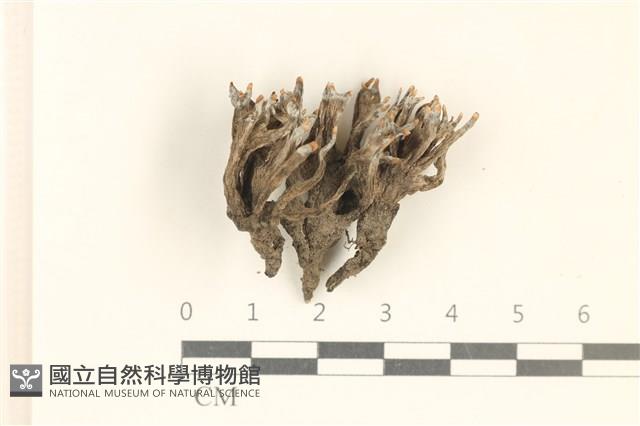 登錄號:F0037159藏品圖，第1張