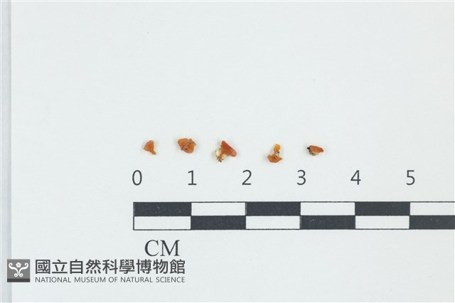 花耳屬藏品圖，第1張