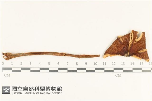 登錄號:F0038059藏品圖，第1張