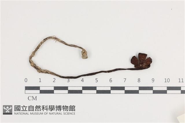 登錄號:F0036059藏品圖，第1張
