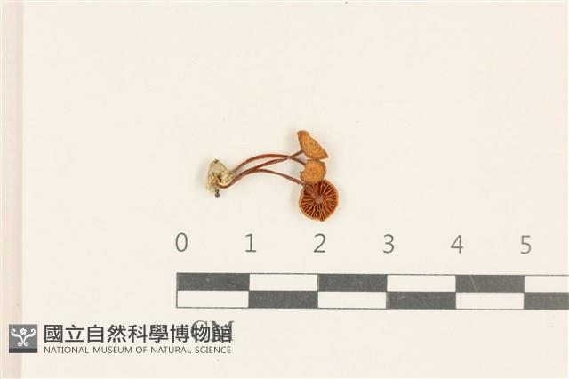 登錄號:F0037059藏品圖，第1張