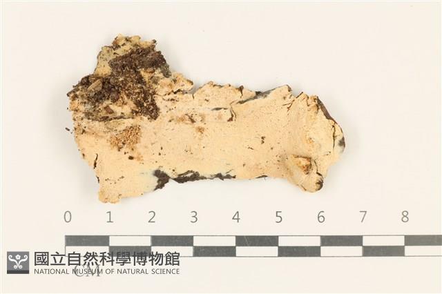 登錄號:F0019059藏品圖，第1張