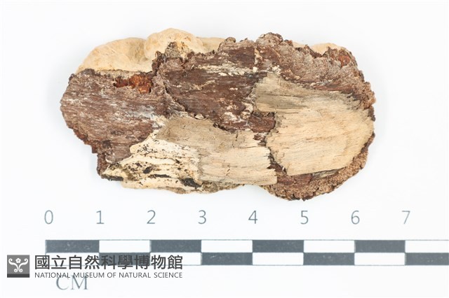 登錄號:F0039059藏品圖，第1張