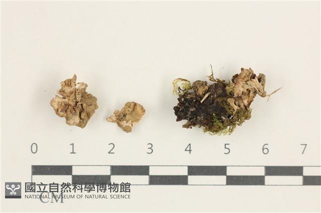 喇叭菌屬藏品圖，第1張