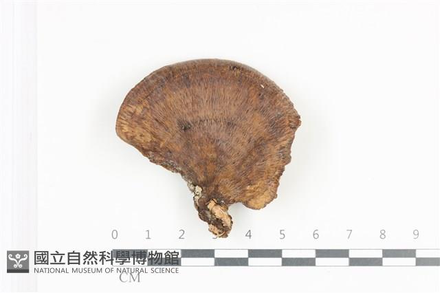 登錄號:F0036359藏品圖，第1張