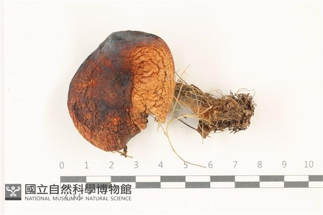 登錄號:F0037359藏品圖，第1張