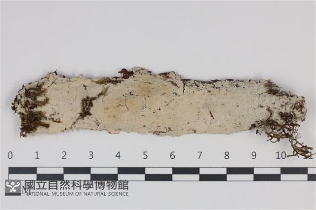剛毛絲皮菌藏品圖，第1張