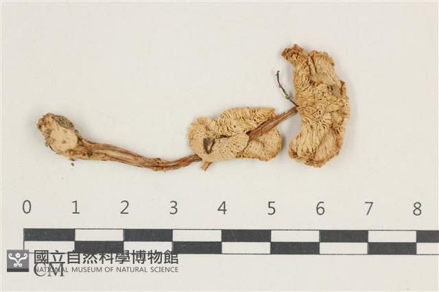 登錄號:F0038249藏品圖，第1張