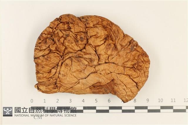 登錄號:F0037249藏品圖，第1張