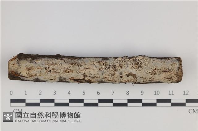 館號:F0035249藏品圖，第1張