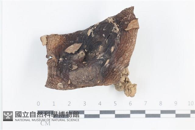 登錄號:F0038849藏品圖，第1張