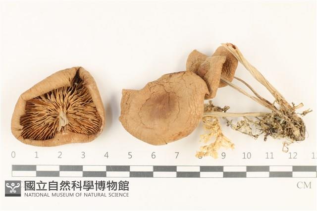 登錄號:F0037849藏品圖，第1張