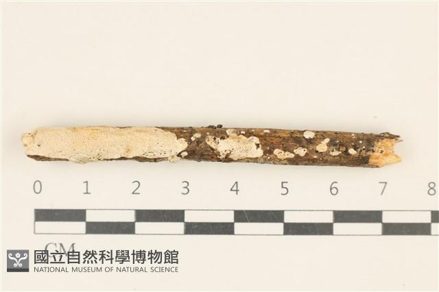 登錄號:F0019849藏品圖，第1張