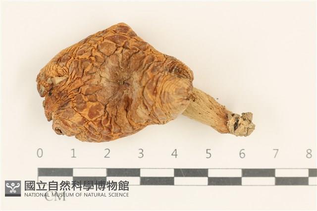 登錄號:F0036949藏品圖，第1張