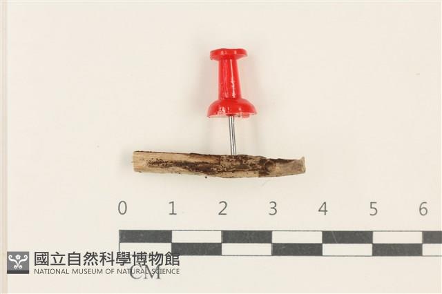 登錄號:F0037949藏品圖，第1張