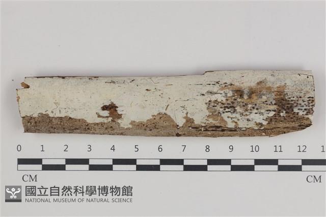登錄號:F0035949藏品圖，第1張
