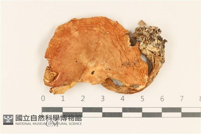 登錄號:F0028649藏品圖，第1張