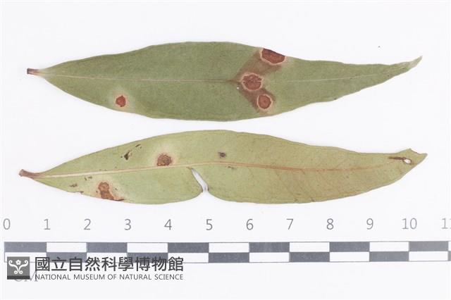 登錄號:F0038649藏品圖，第1張