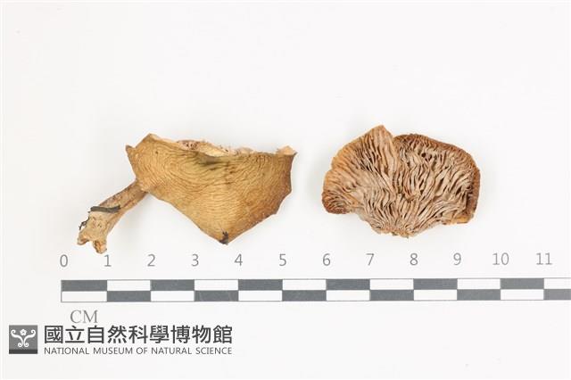 乳菇屬藏品圖，第1張