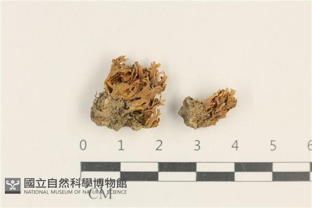 登錄號:F0037649藏品圖，第1張
