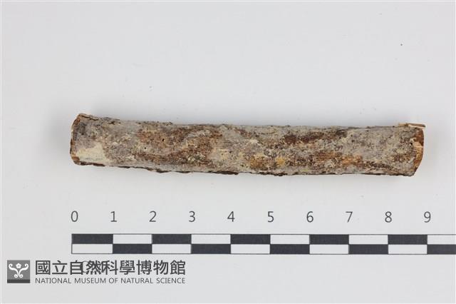 登錄號:F0035649藏品圖，第1張
