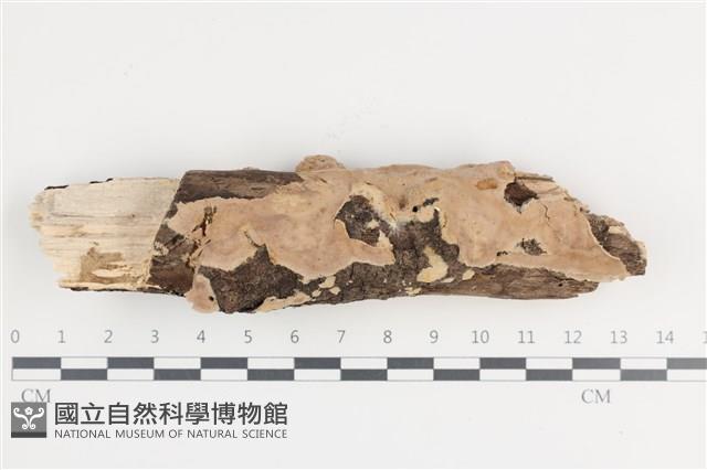 登錄號:F0036449藏品圖，第1張