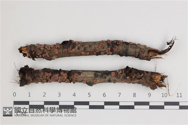 登錄號:F0035449藏品圖，第1張