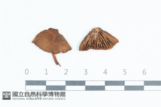 登錄號:F0038749藏品圖，第1張