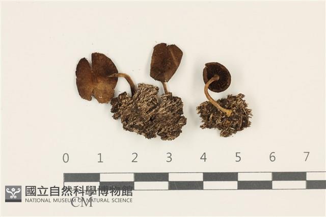 登錄號:F0036749藏品圖，第1張