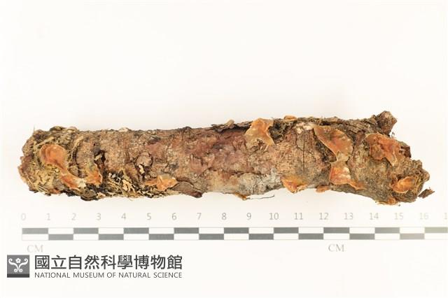 登錄號:F0037749藏品圖，第1張