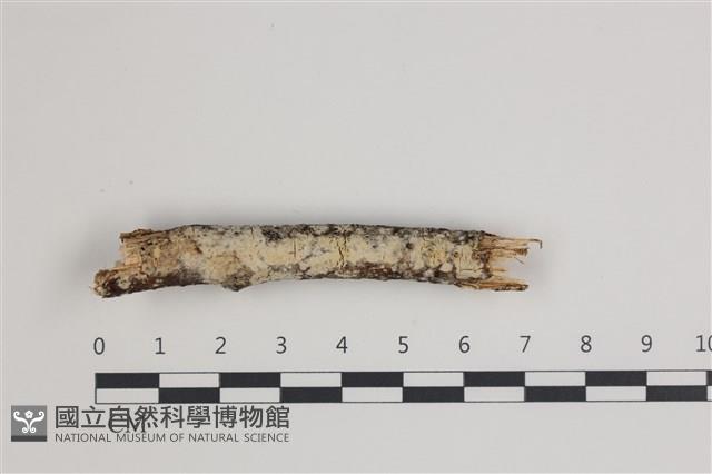 登錄號:F0035749藏品圖，第1張