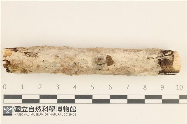 登錄號:F0038549藏品圖，第1張