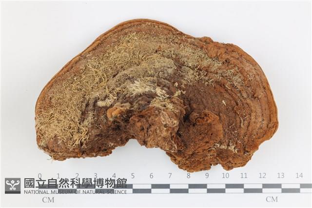 登錄號:F0036549藏品圖，第1張