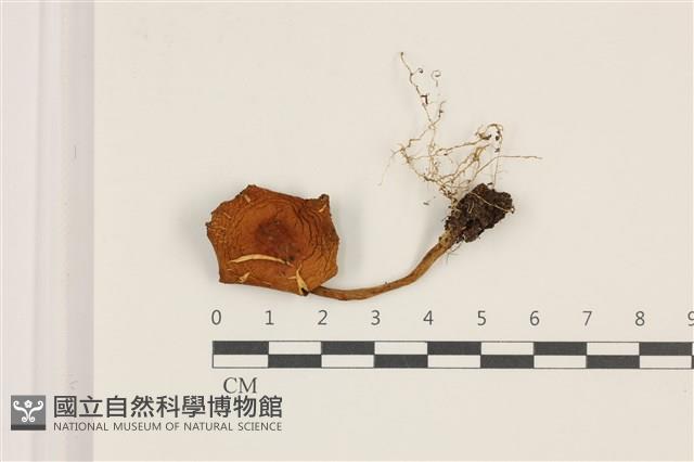 登錄號:F0037549藏品圖，第1張