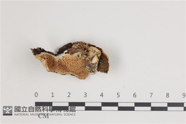 登錄號:F0035549藏品圖，第1張