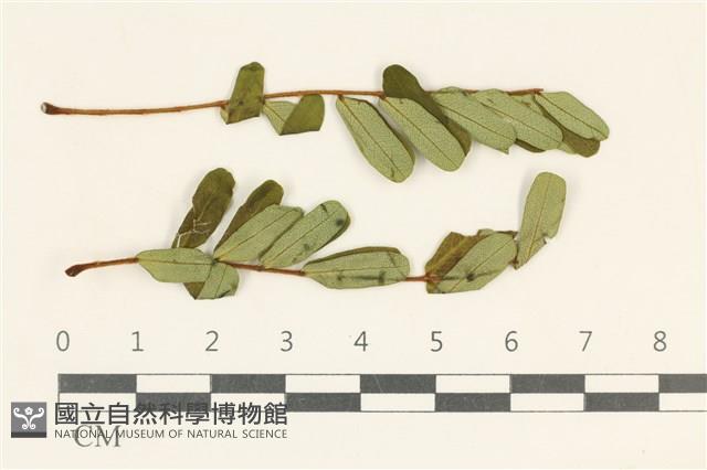 登錄號:F0038149藏品圖，第1張
