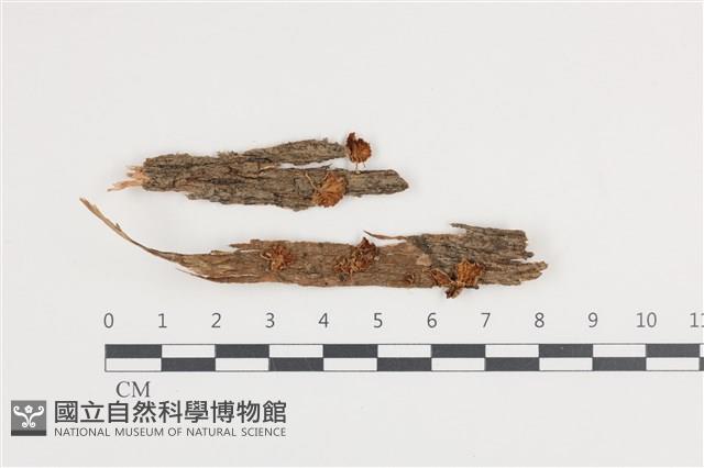 登錄號:F0036149藏品圖，第1張